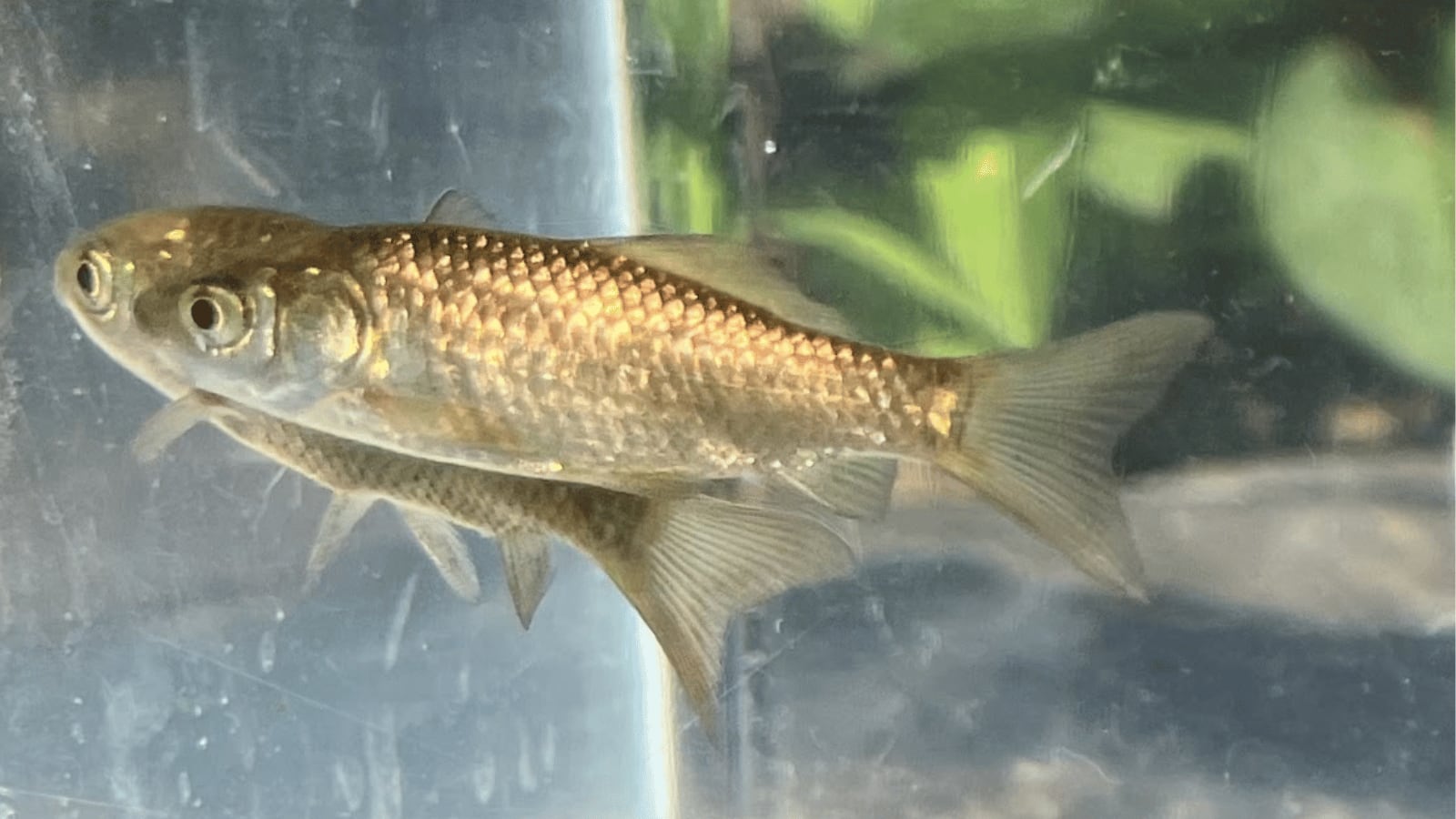 生体（淡水魚・川魚）｜ナガブナ　3～6ｃｍ±