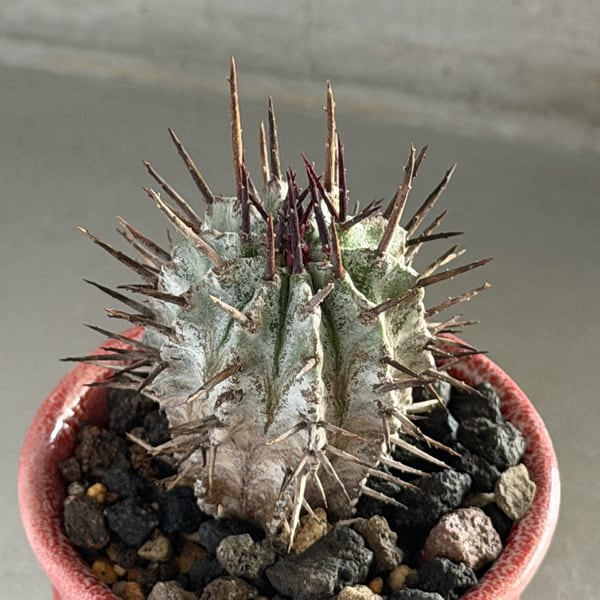 花が咲いた後の花柄が硬化して棘（とげ）として残るため、厳つい見た目になります。