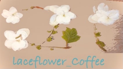 laceflower_coffee