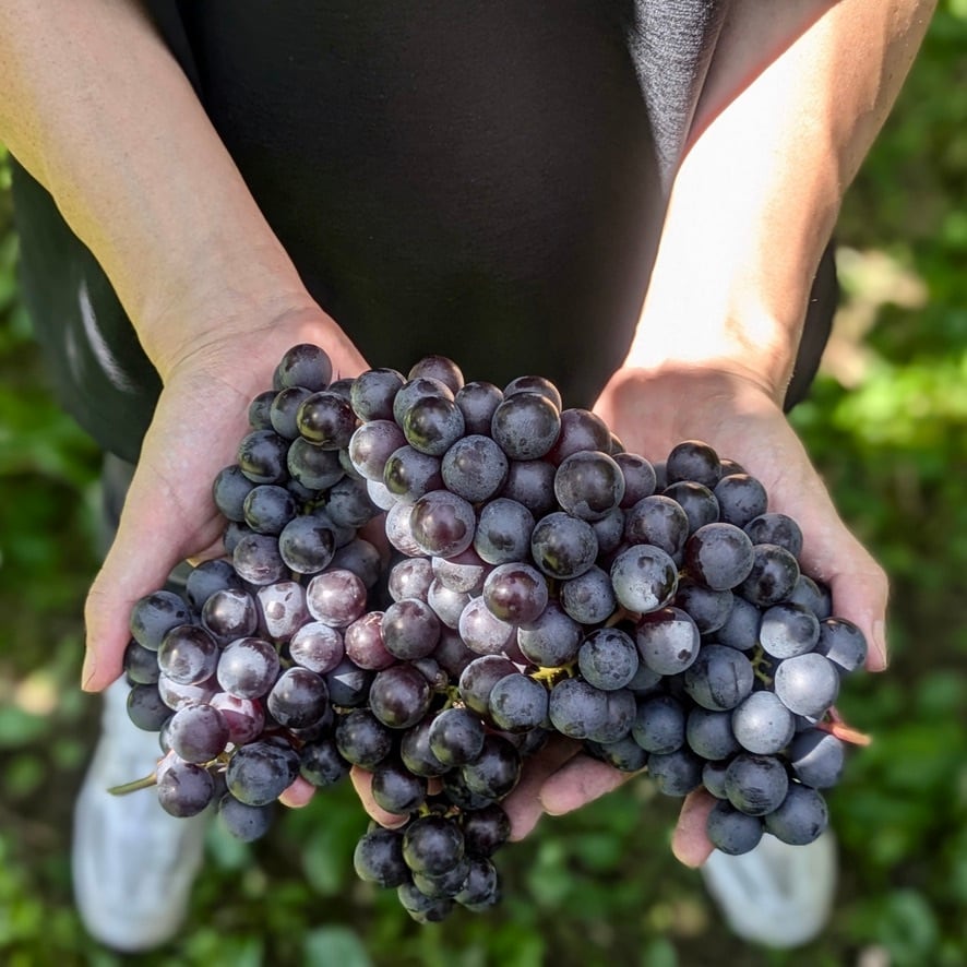 スリーファーム　Pure & Zéro