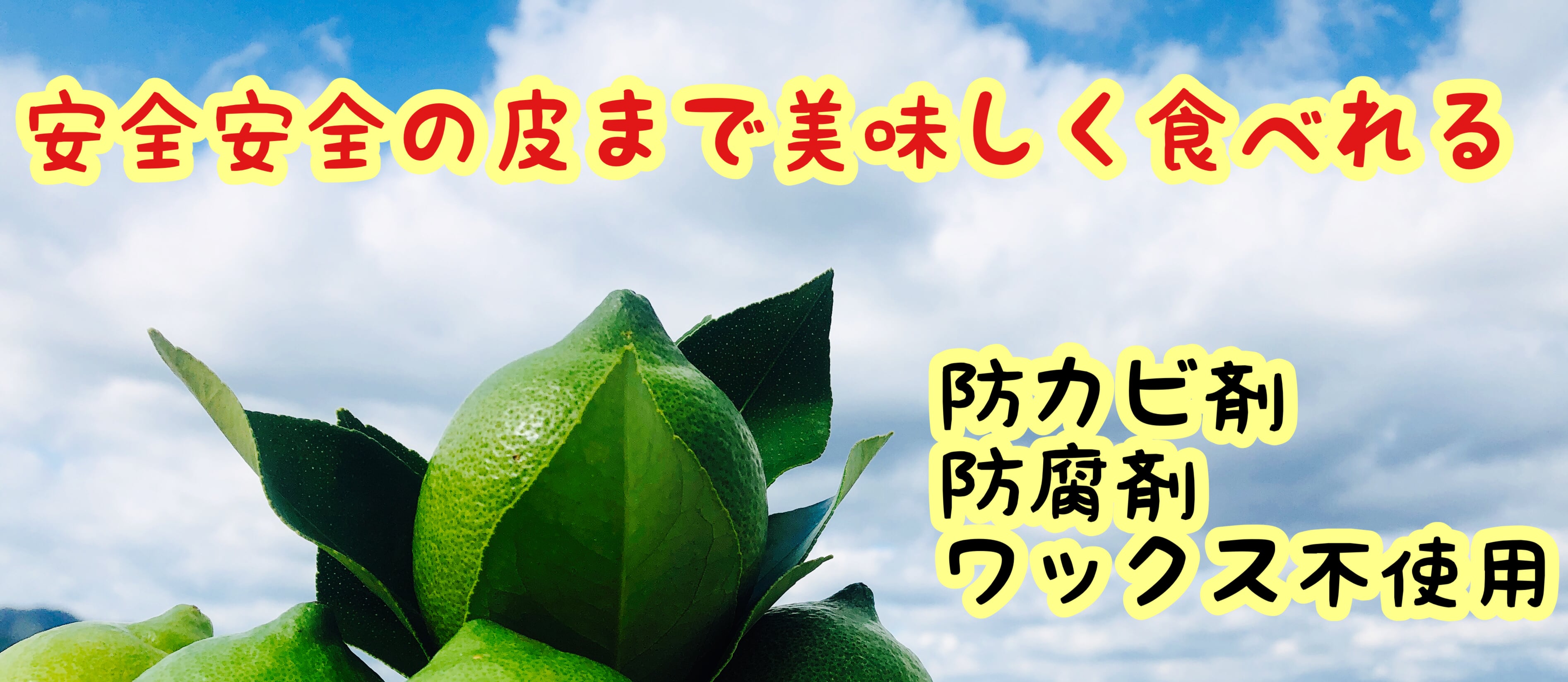 瀬戸田チャラオンザレモン