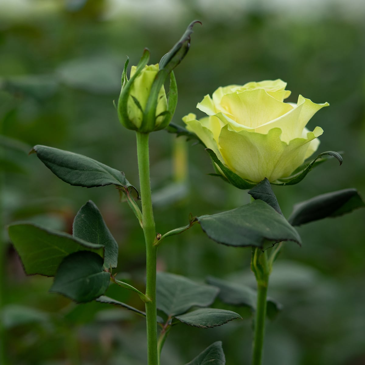 AFRIKA ROSEのバラは、アフリカ・ケニアからダイレクトトレードで輸入しています。<br><br>育てられているのは、ナイバシャ湖のほとりに広がる農園。豊かな自然と太陽のもとで、力強く、美しく咲くバラです。<br><br>「現地に雇用を生み、日本の日常に豊かさを。」<br>そんな創業者の想いから、AFRIKA ROSEは生まれました。