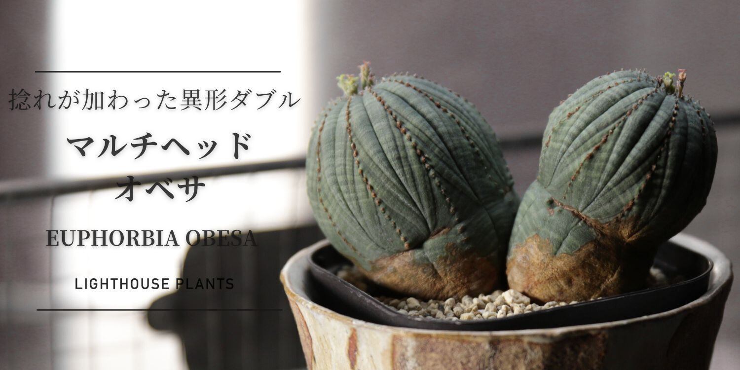 M*様 B14432☆オークション☆ 超巨大8.5cm株！ユーフォルビア