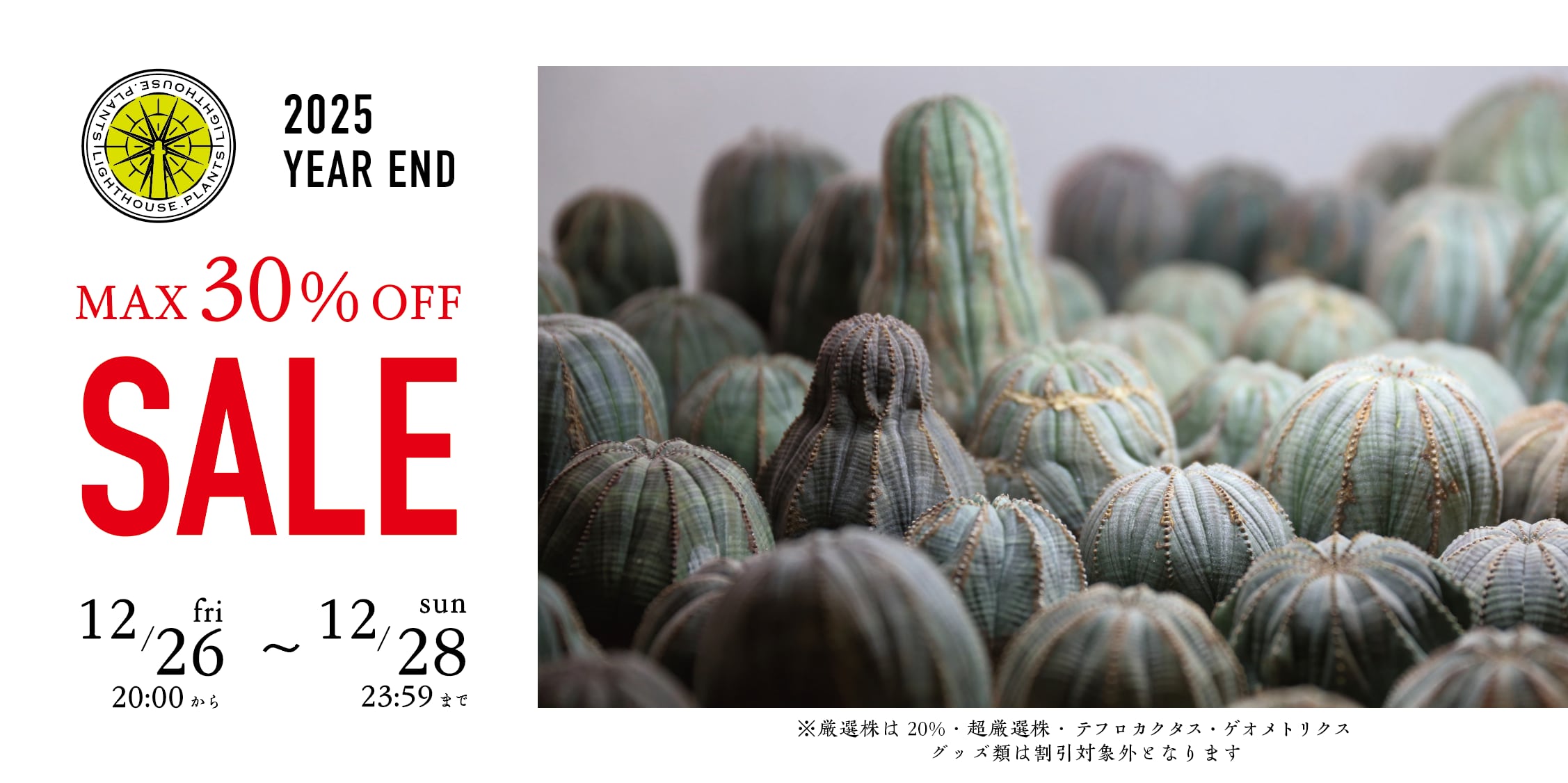 ⭐オベサ 191PLANTS – MOLLIS