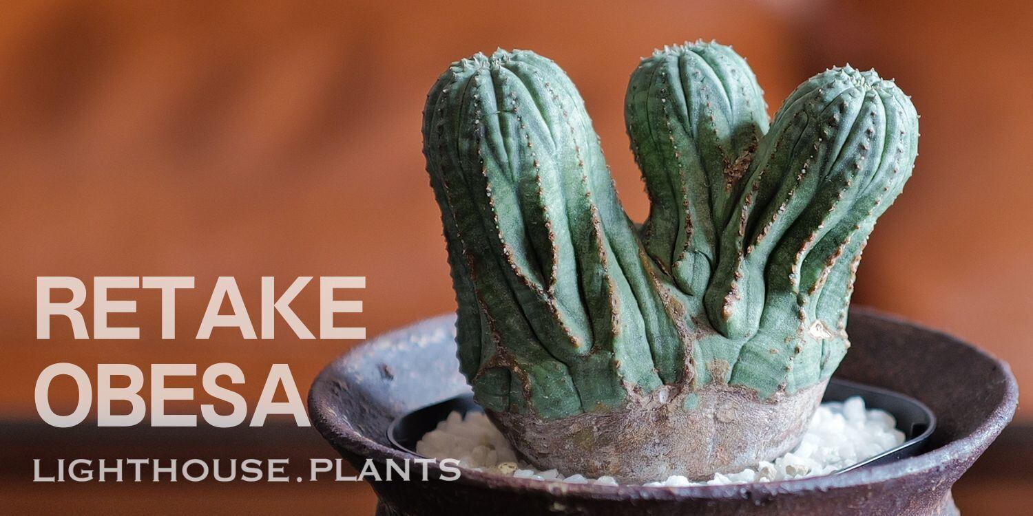 LIGHTHOUSE.PLANTS - 海外実生株のオベサなど輸入植物を販売