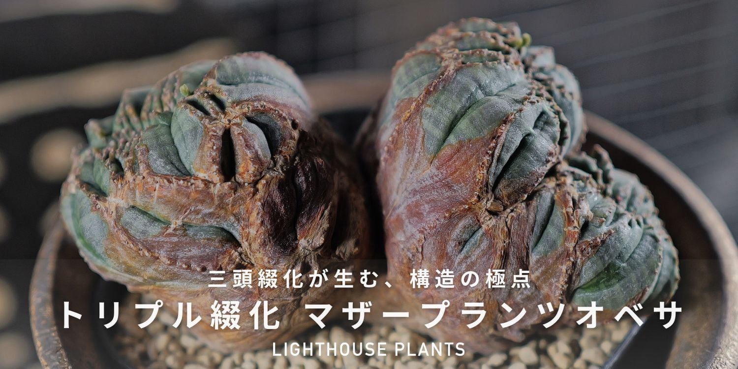 LIGHTHOUSE.PLANTS - 海外実生株のオベサなど輸入植物を販売、卸売する