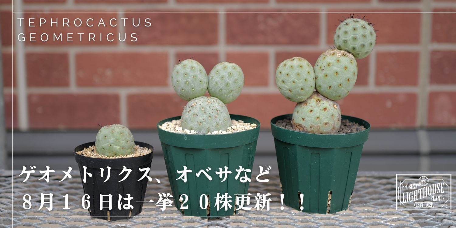 ユーフォルビア エリガベンシス 開花株 2 Yahoo!オークション - σ ユーフォルビア エリガベンシス 3号