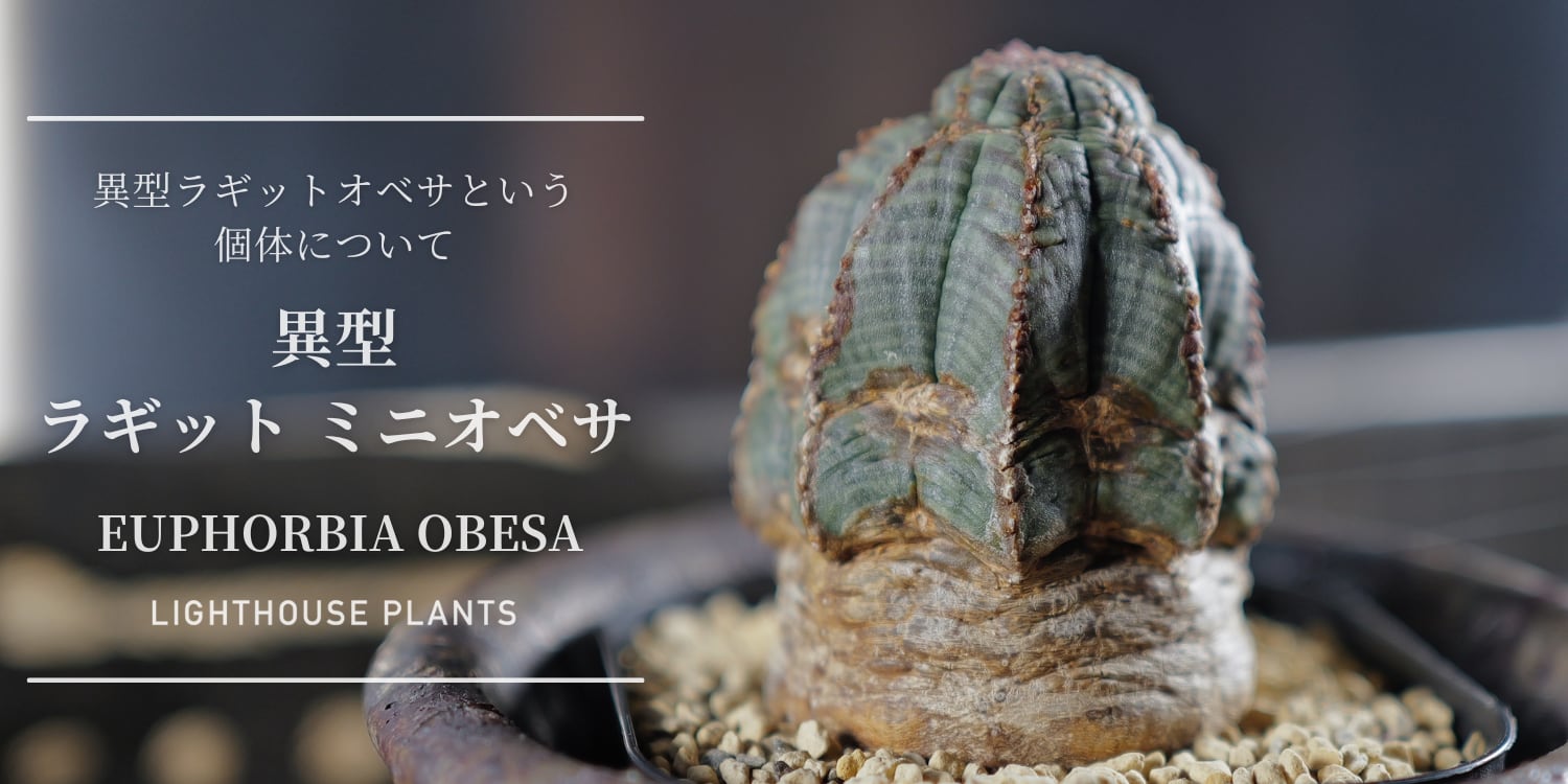 LIGHTHOUSE.PLANTS - 海外実生株のオベサなど輸入植物を販売、卸売する