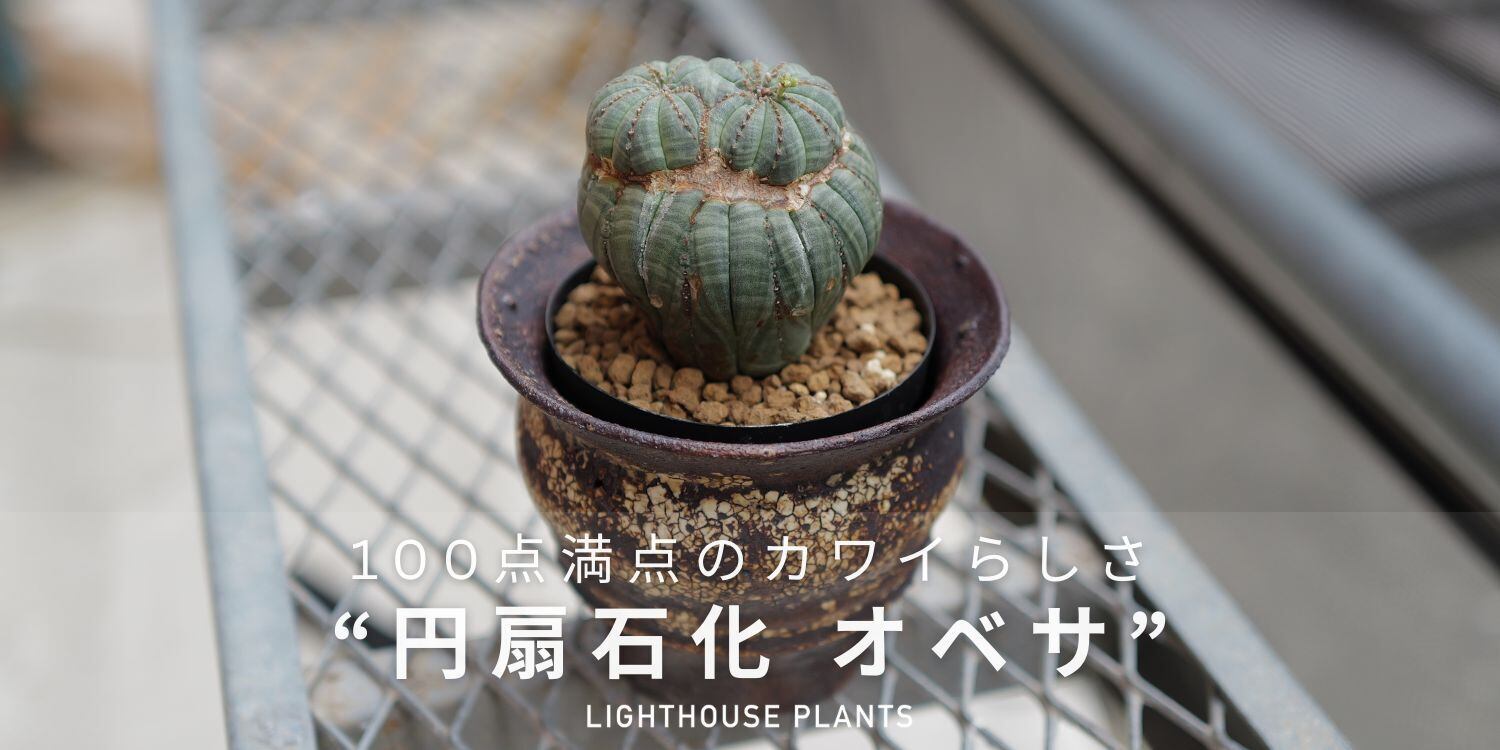LIGHTHOUSE.PLANTS - 海外実生株のオベサなど輸入植物を販売