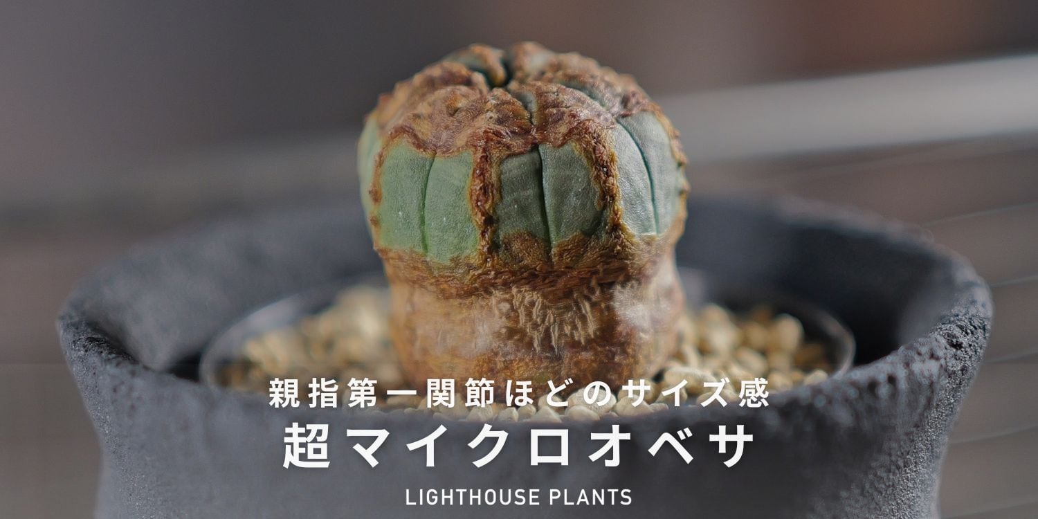 LIGHTHOUSE.PLANTS - 海外実生株のオベサなど輸入植物を販売、卸売する