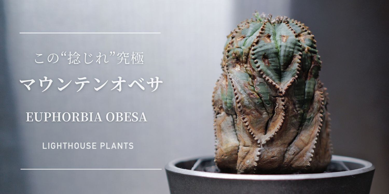 EU輸入 大株 オベサ ブロウ 錦 EU輸入 大株 オベサ ブロウ 錦