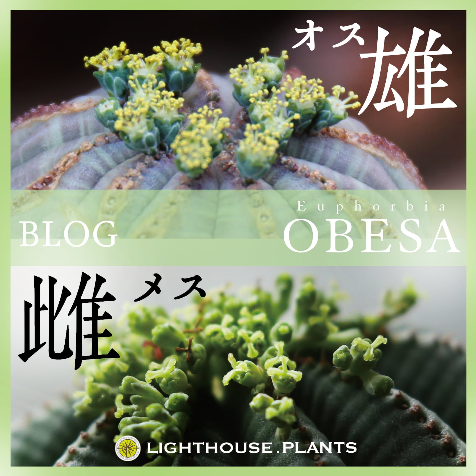 ็พคๆๅ - Euphorbia stellispina | LIGHTHOUSE.PLANTS - ๆตทๅค ็พคๆๅ - Euphorbia stellispina | LIGHTHOUSE.PLANTS - ๆตทๅค