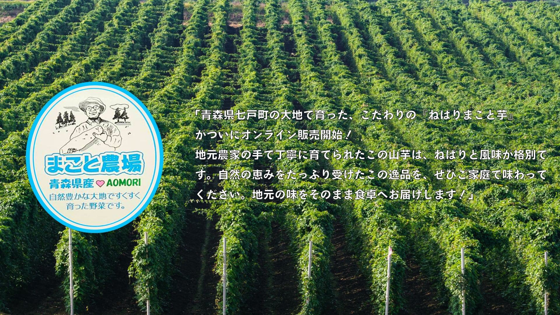 青森県七戸町 まこと農場 『ねばりまこと芋』購入サイトはこちら