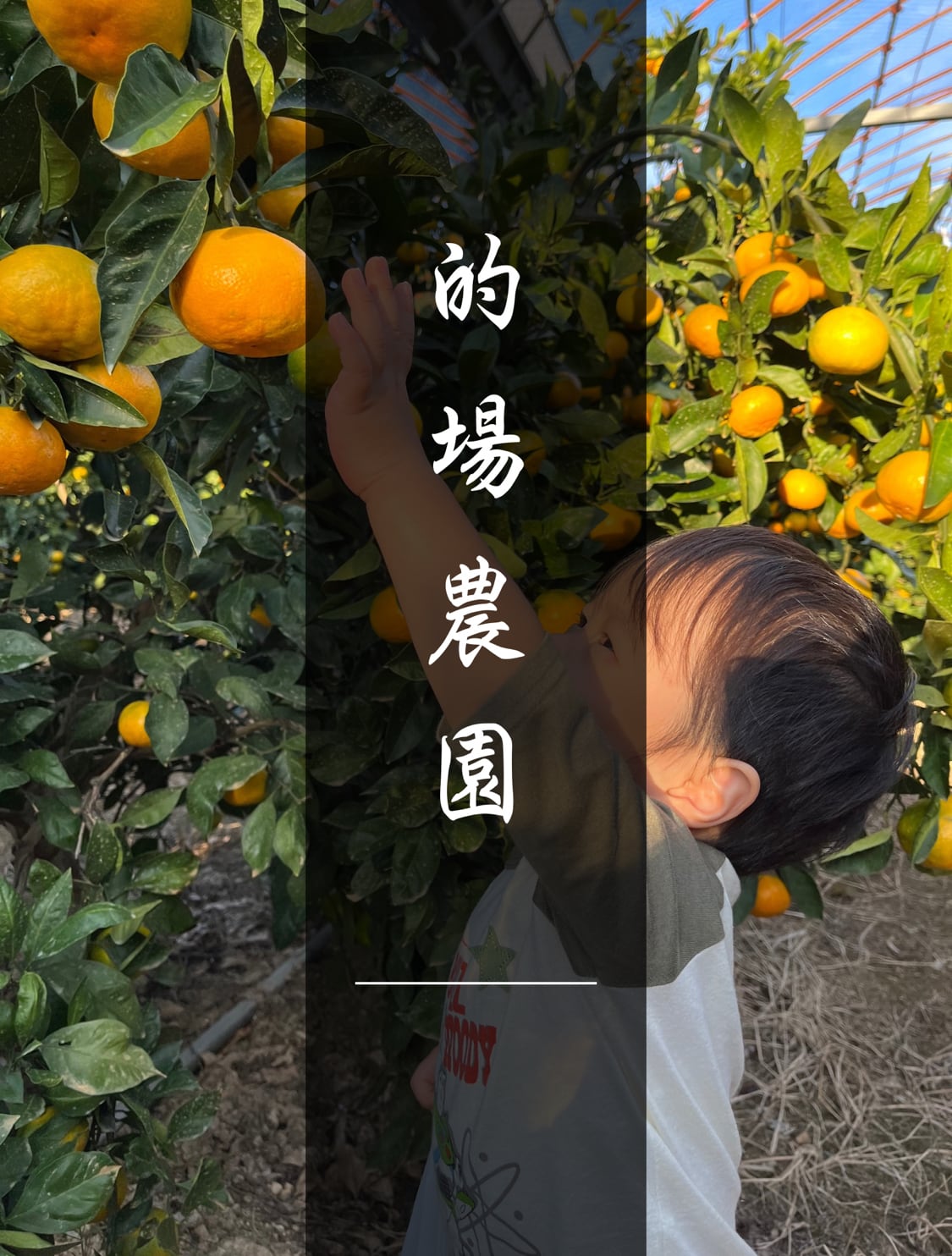的場農園