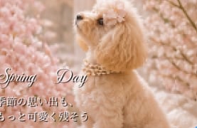 Spring　Day


