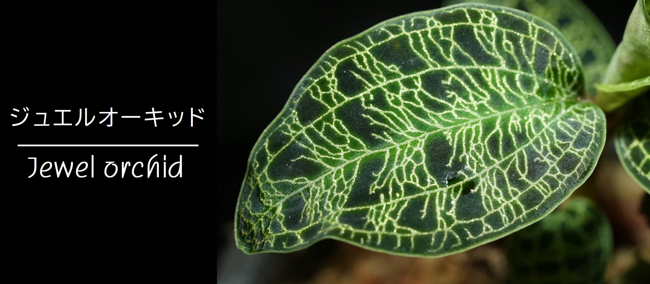 ジュエルオーキッド | 苔テラリウム専門ショップ道草