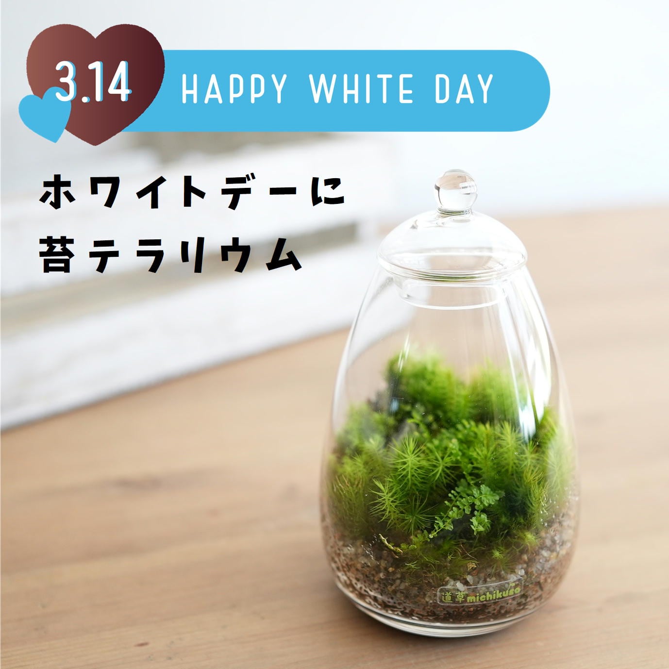 天然スナゴケ 30枚 苔リウム テラリウム マット 苔玉 見掛け