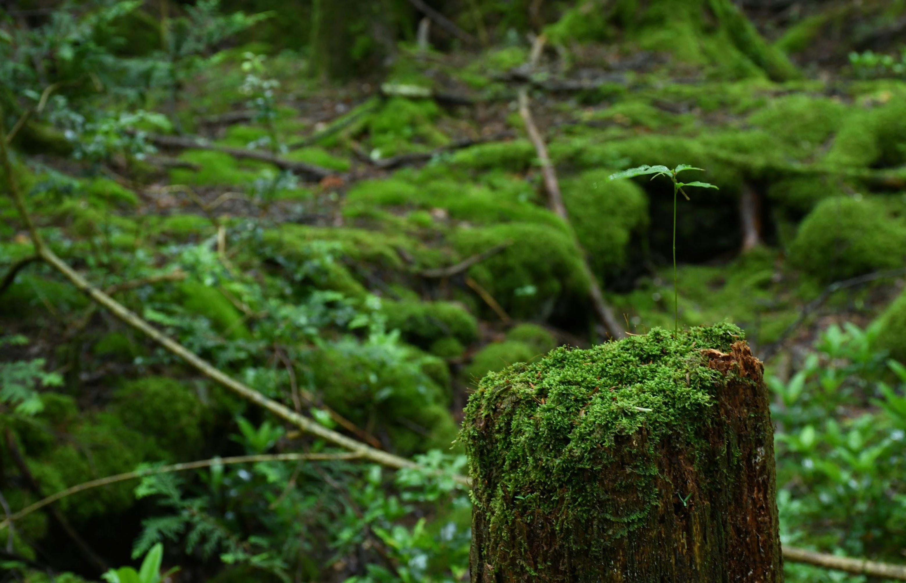 苔テラリウム専門ショップ道草