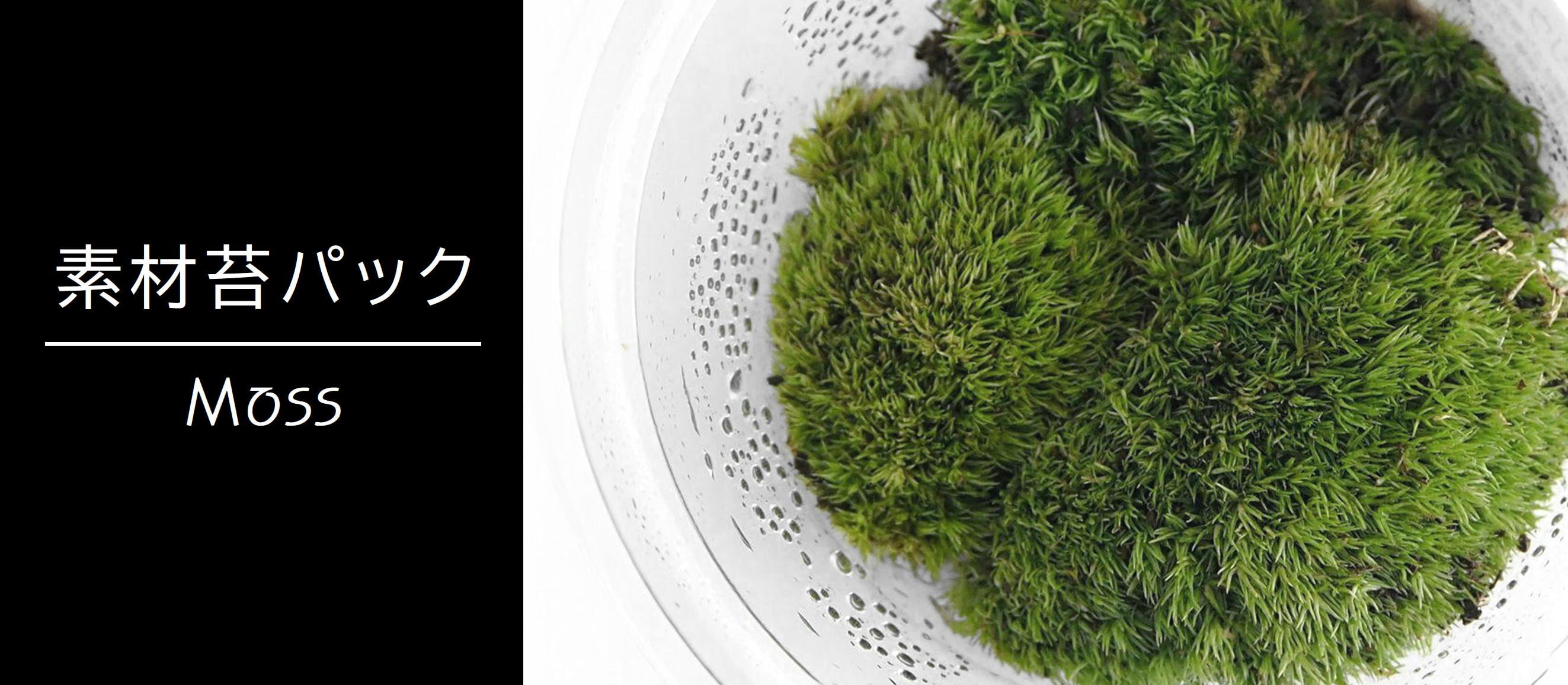 teru3　コケ各種6パレットとカサゴケ15本入1パック 素材苔パック | 苔テラリウム専門ショップ道草