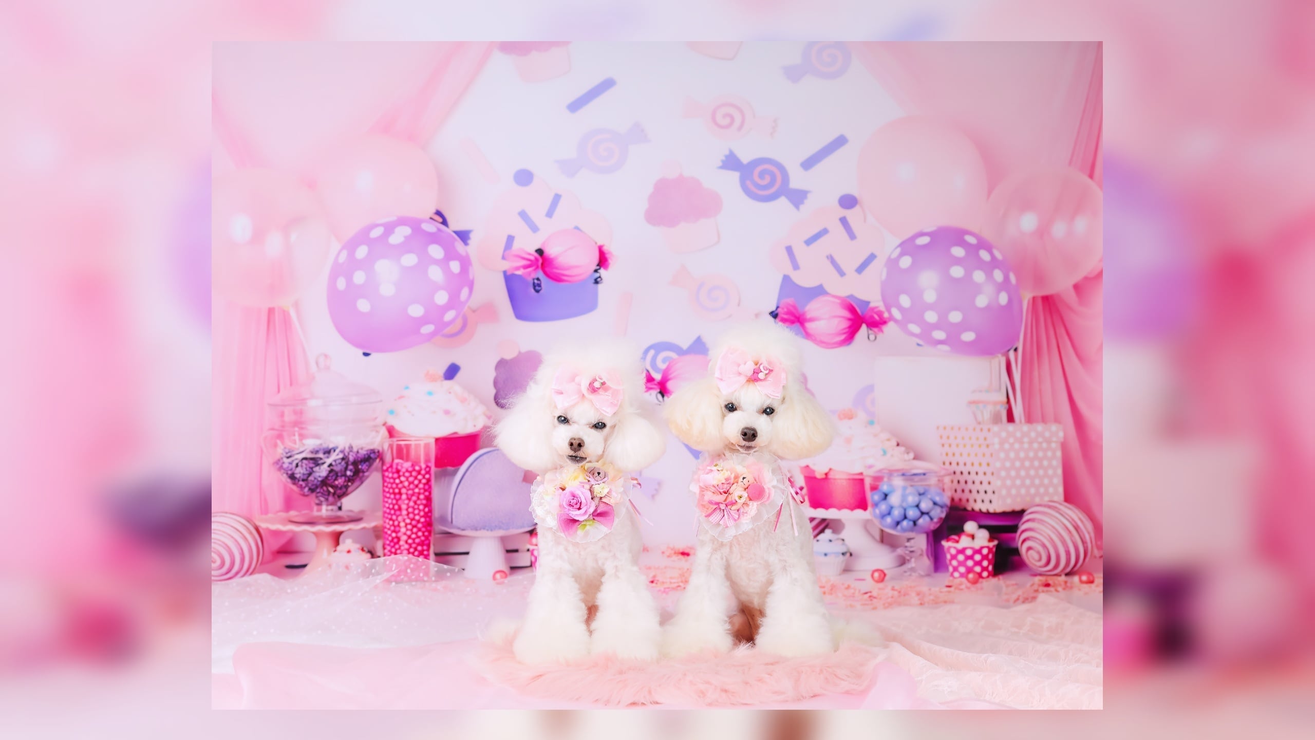 みみこっぺ.photo-6