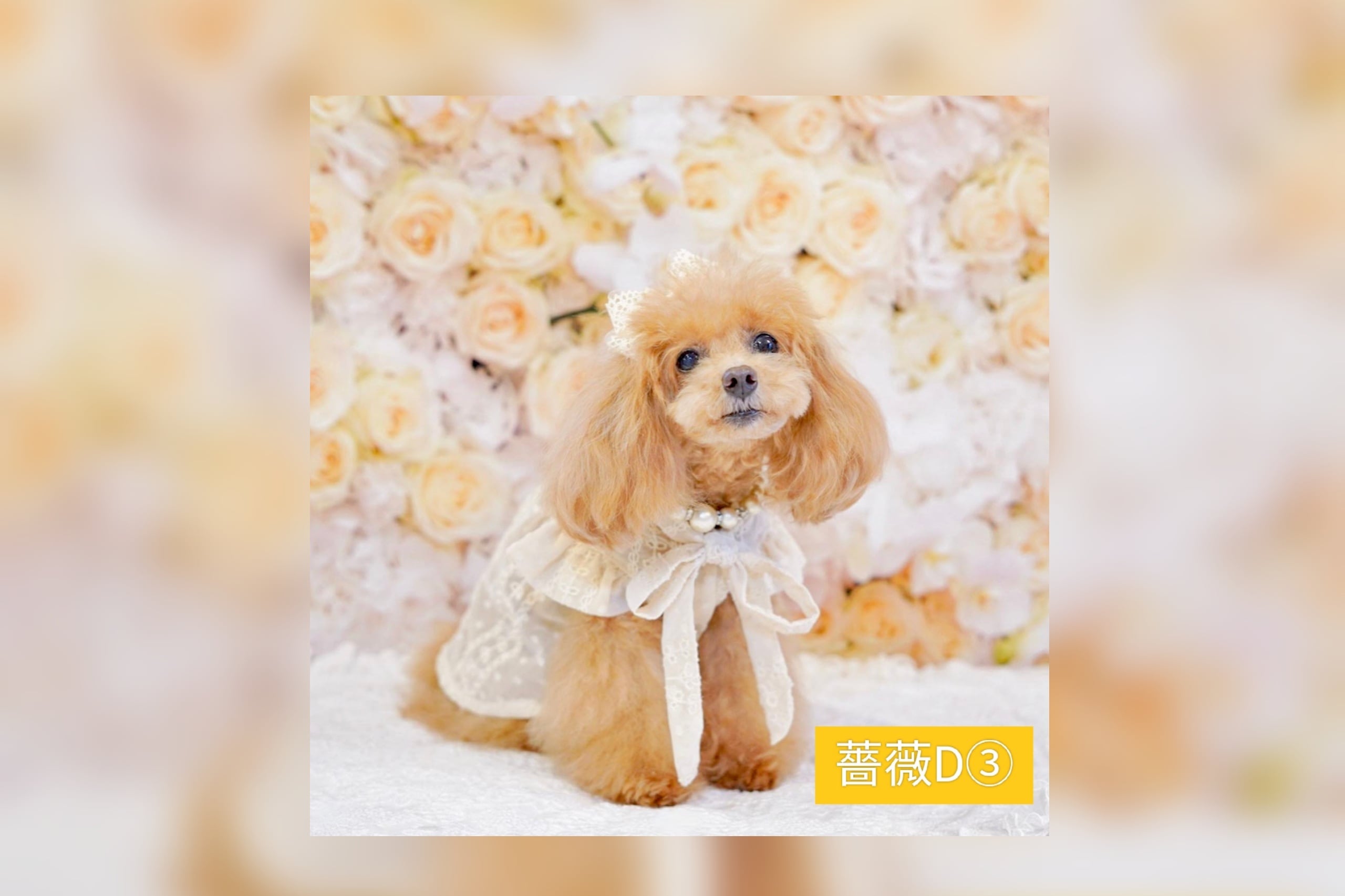 みみこっぺ.photo-6