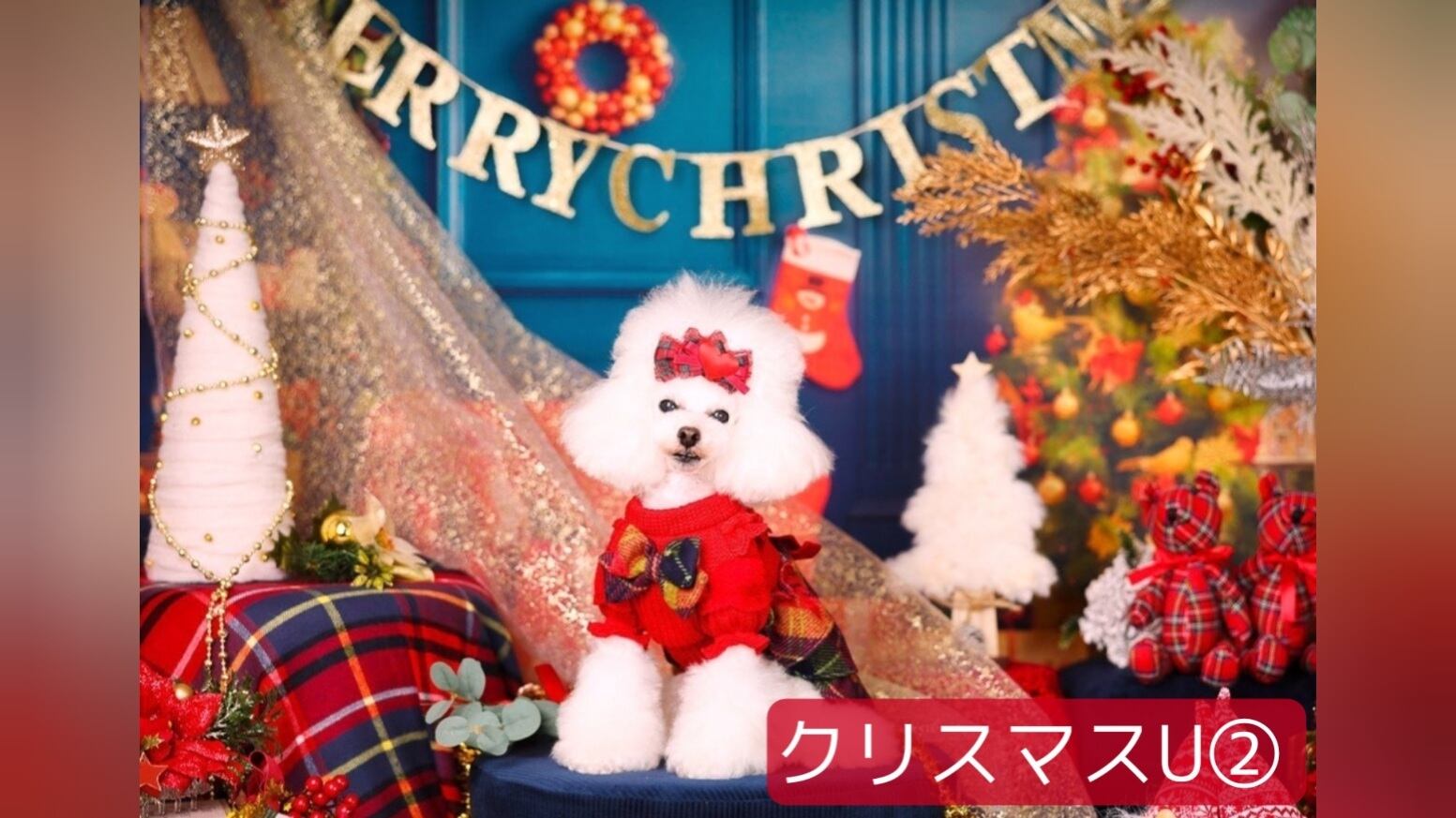 クリスマス背景布×2枚　ペット撮影用　秋色トリミングチョーカーリボン　セット