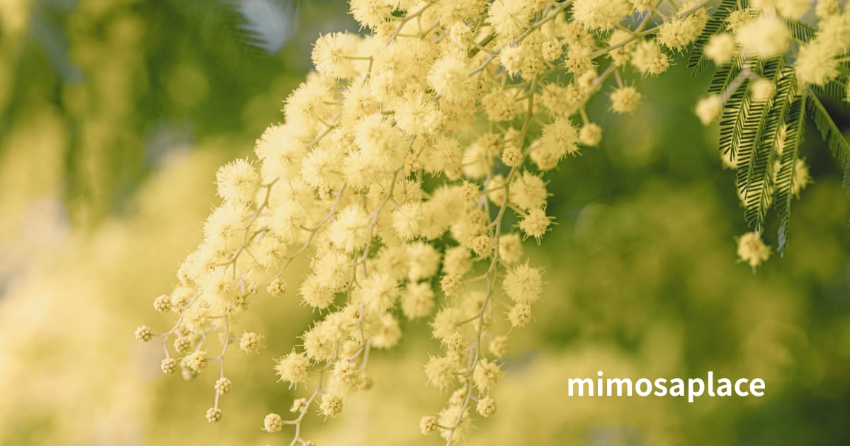 mimosaplace