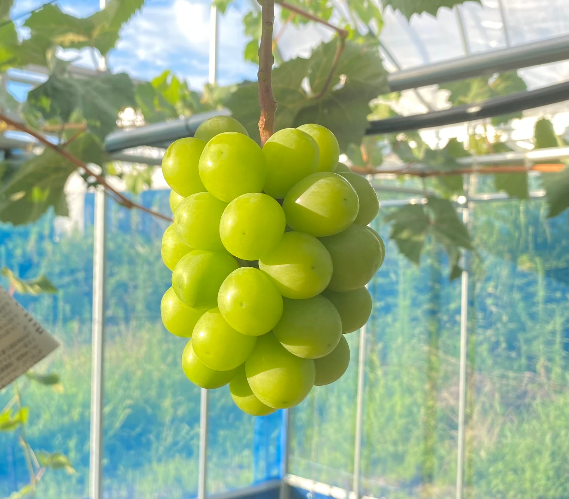 ミライノウエン オンラインショップ