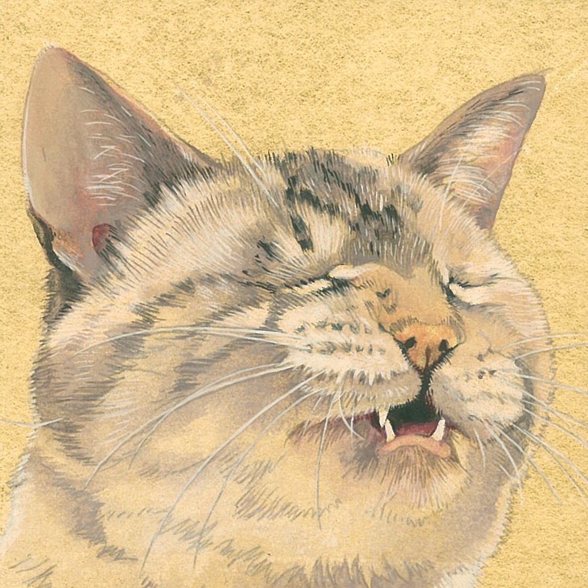 ﾈｺと和解せよ