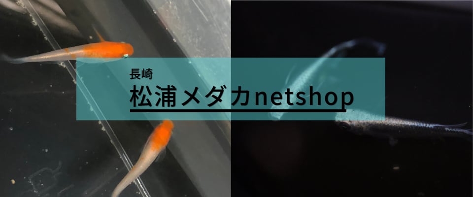 松浦メダカ