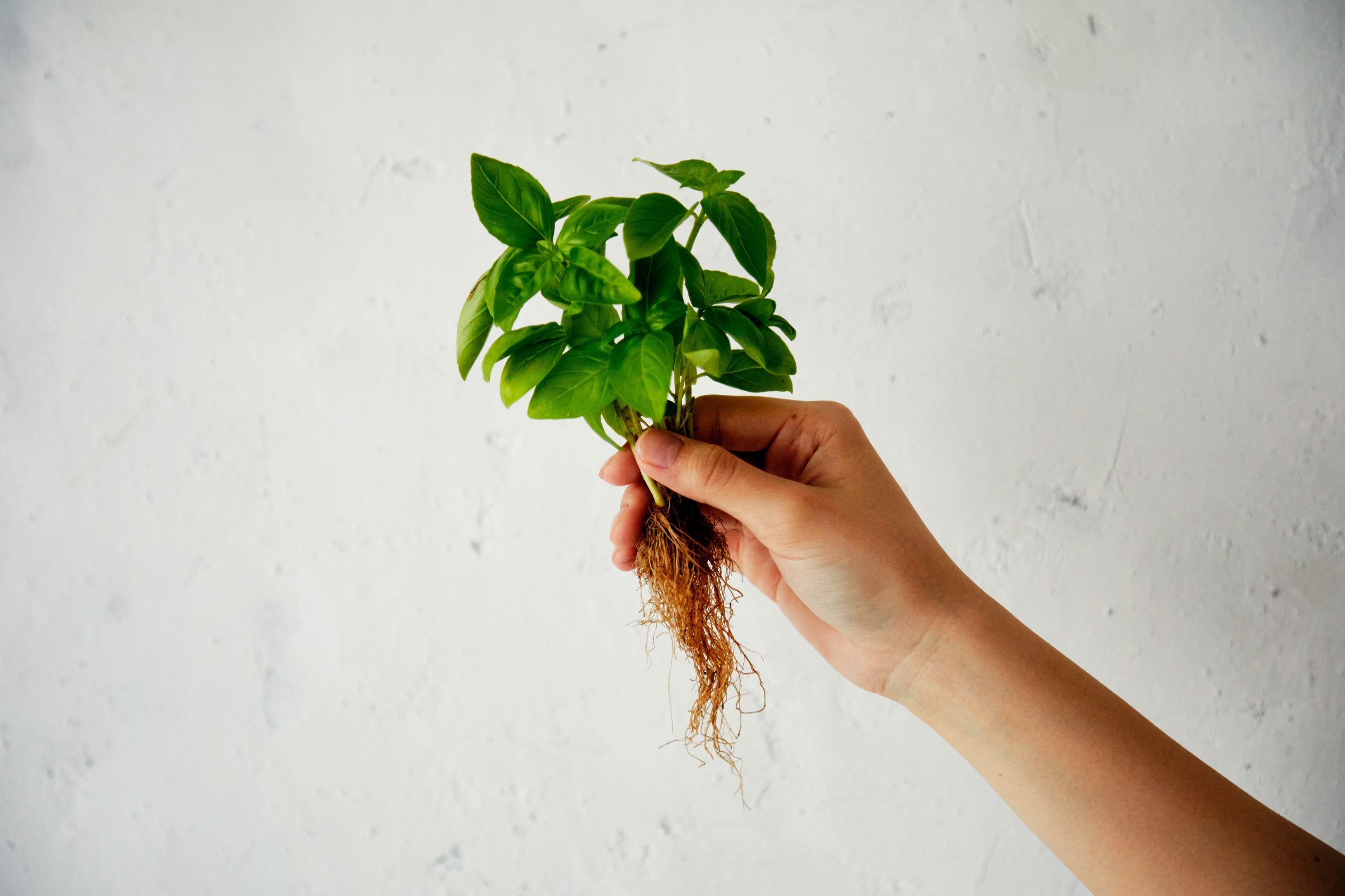 「香り」を楽しみ、こころを癒す