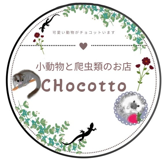 CHocotto