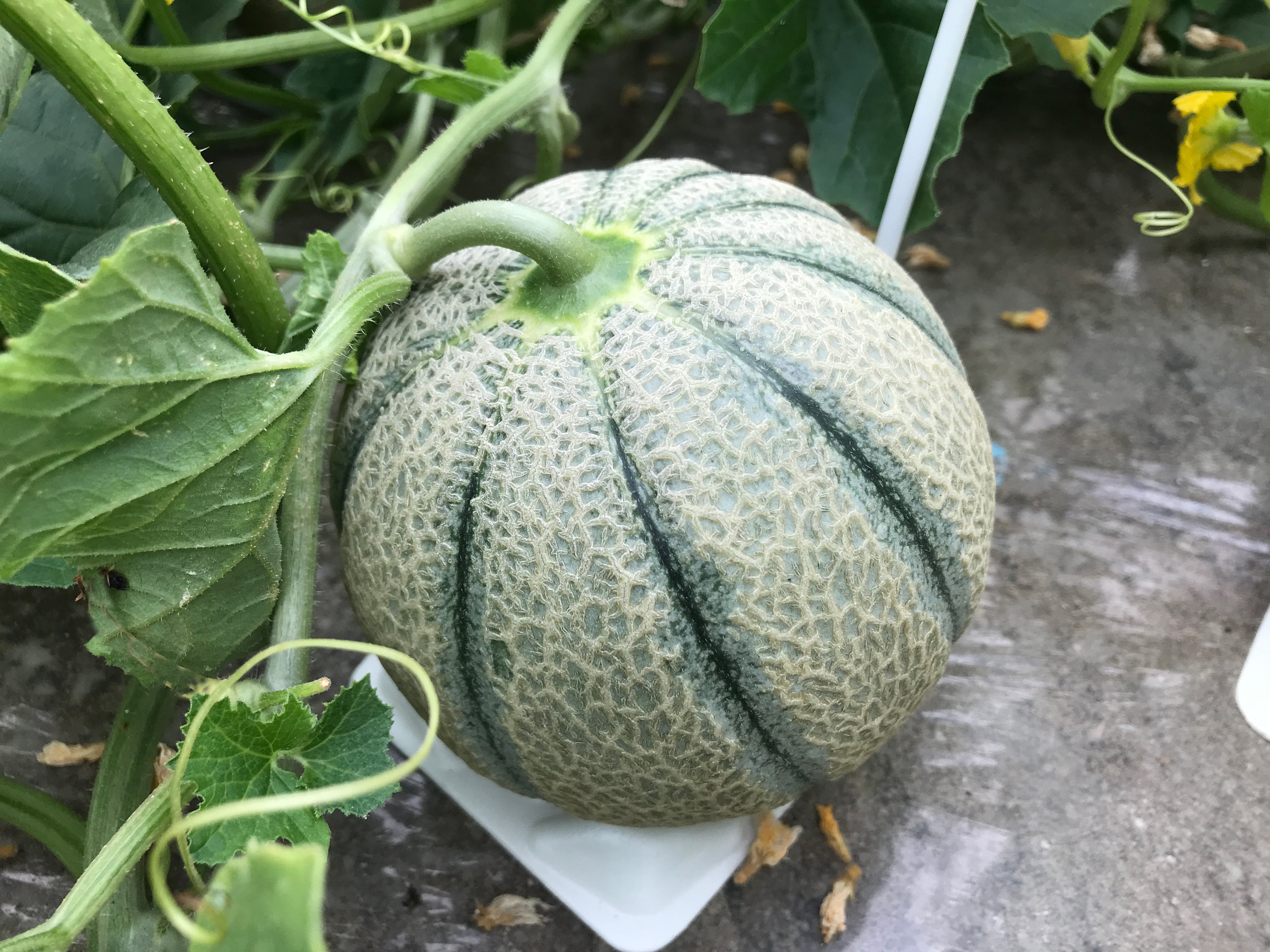 マルセイユメロン
