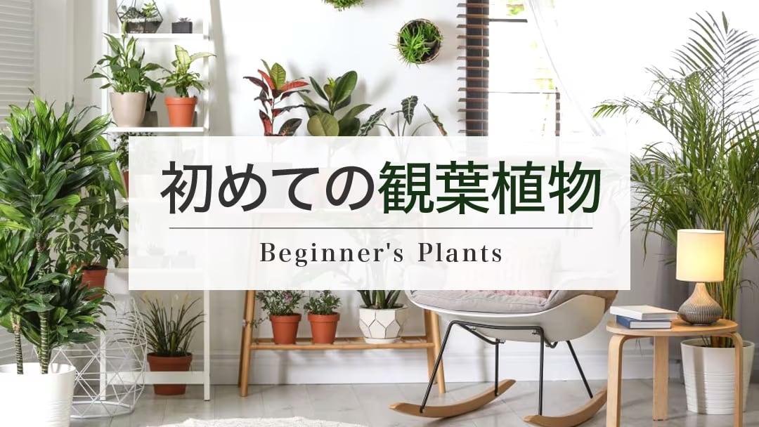 初めての観葉植物