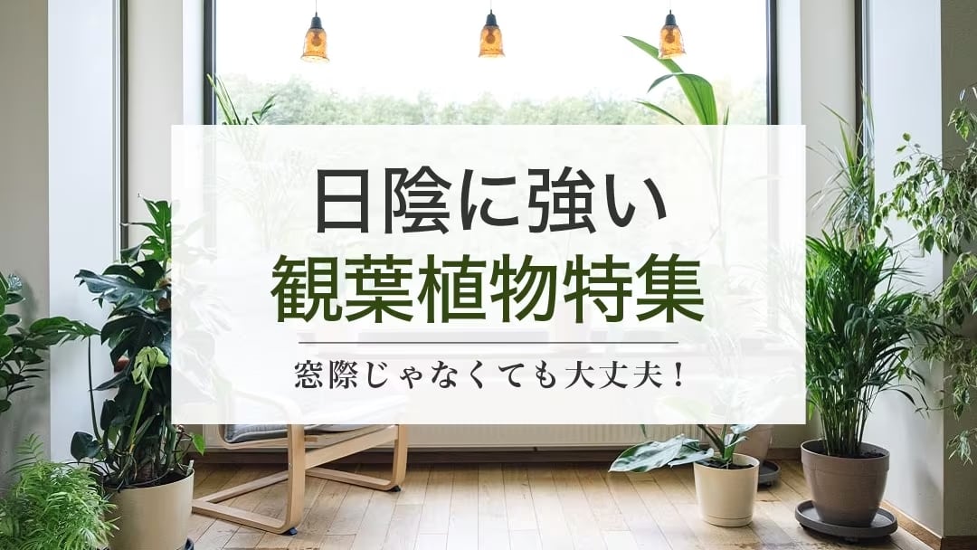 個性的な植物たち