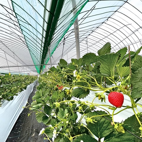 ブランド名
 - THE FARMERS HANDS -
に込めた想い