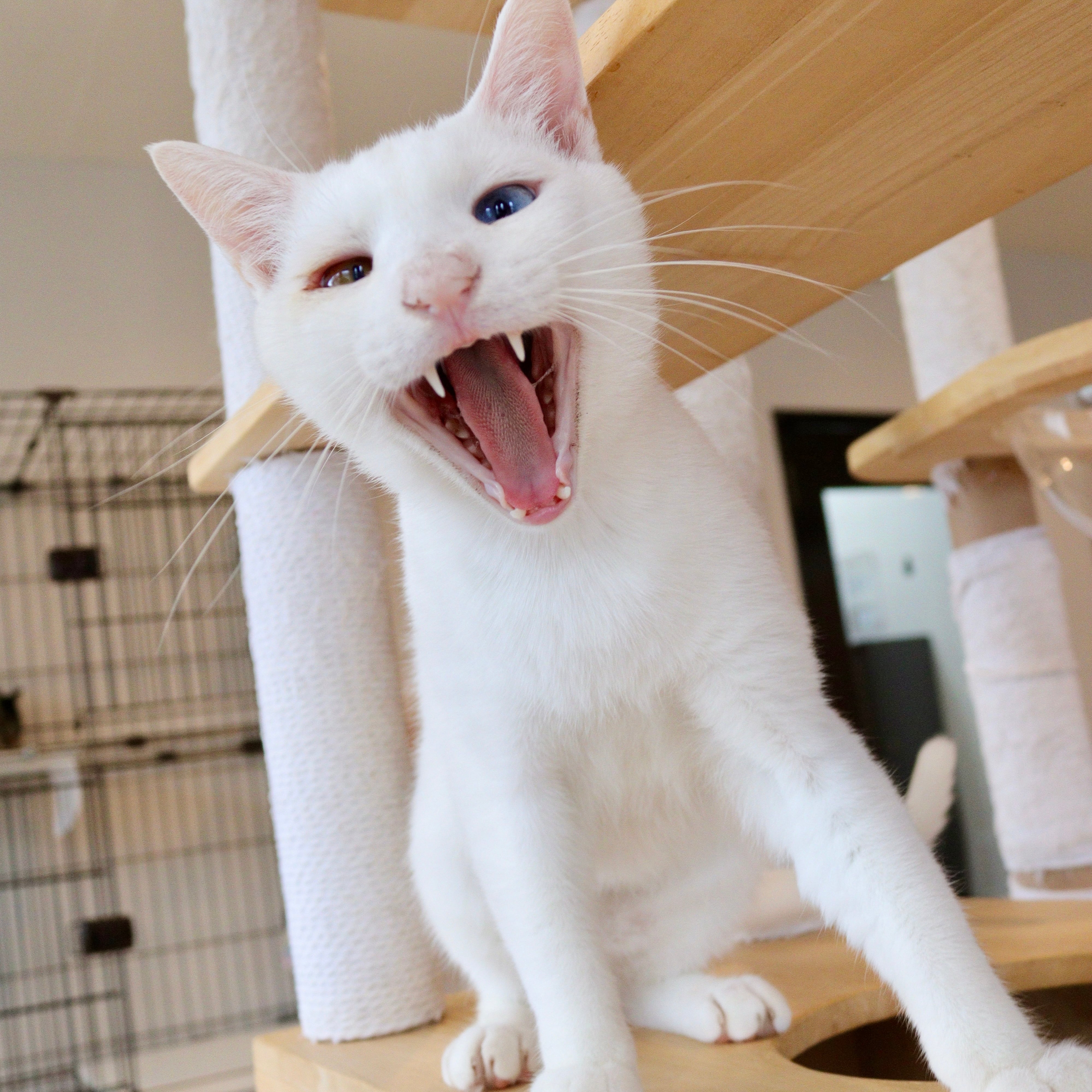 里親さま募集中の猫ちゃんたち | 保護猫カフェねこかつ