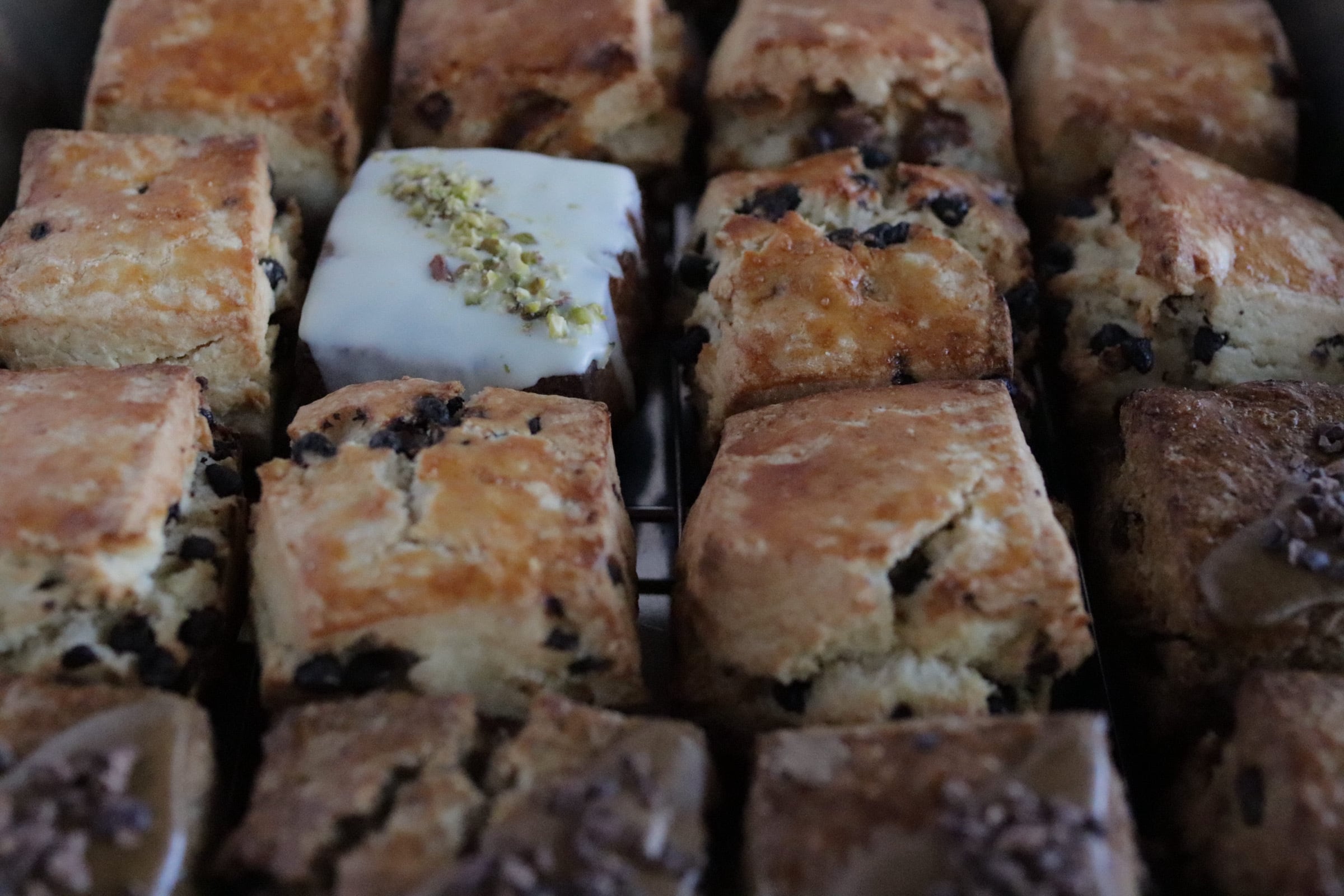 三毛猫とキツツキ