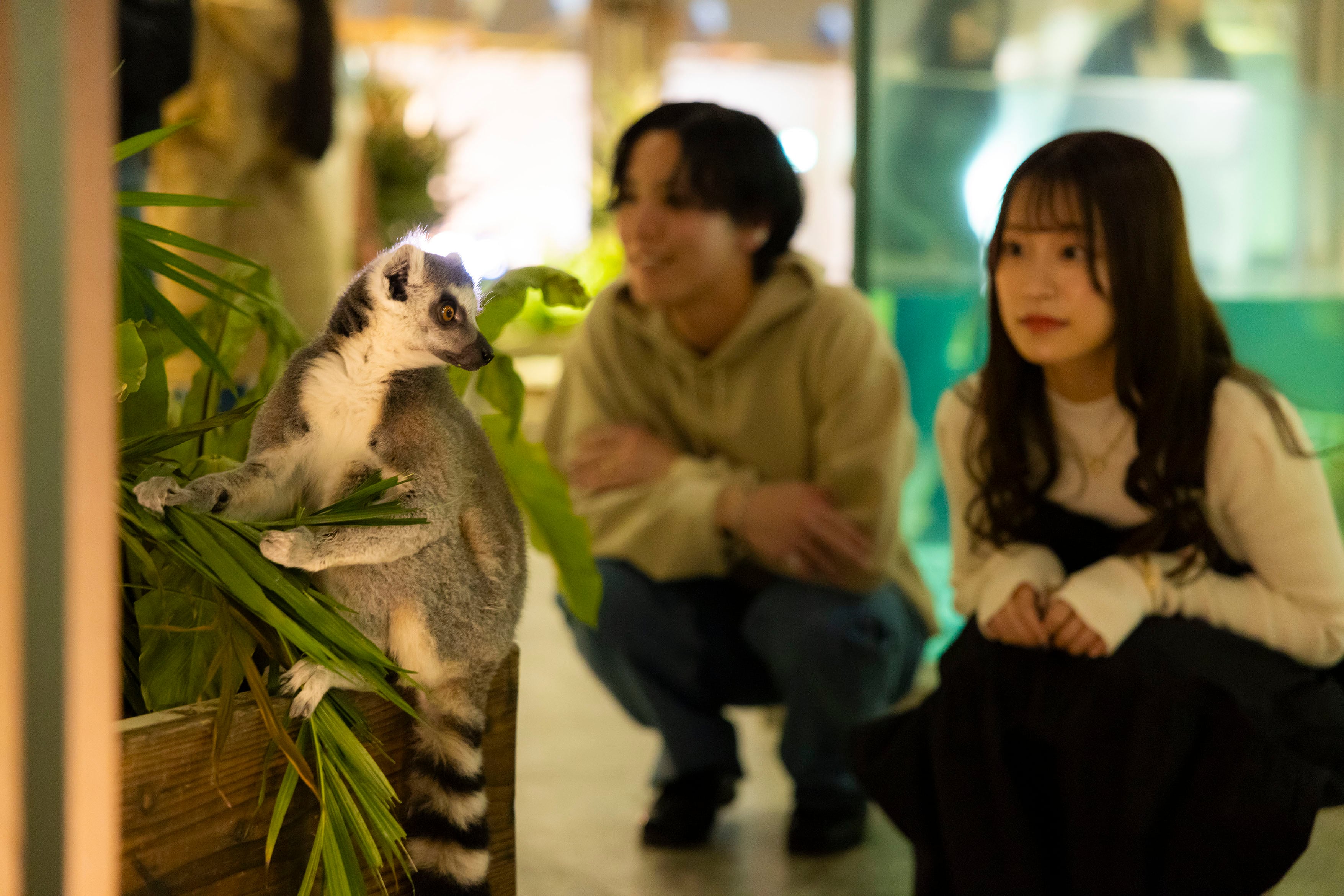 NIFREL OFFICIAL WEBSITE