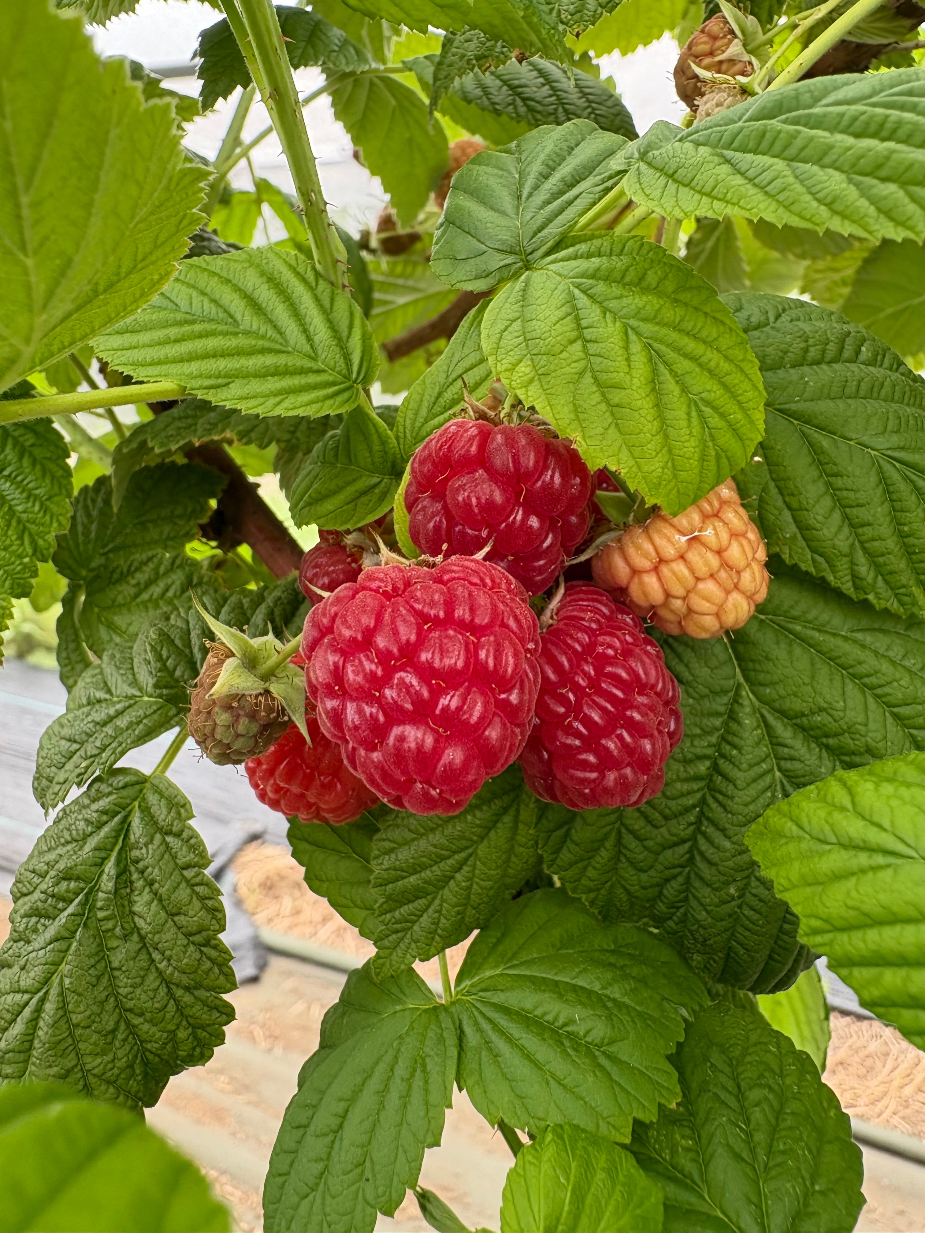nipponrubus