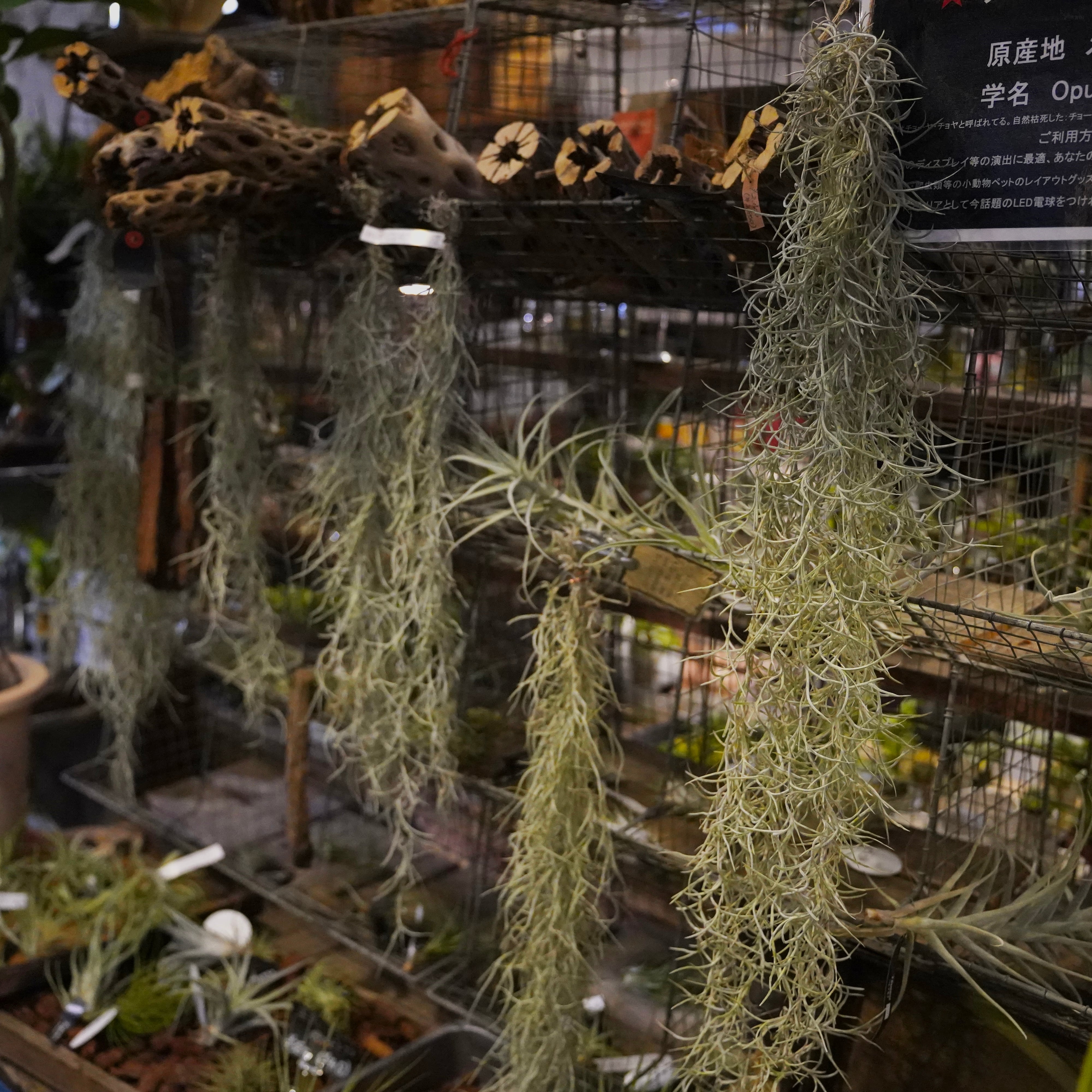 沼ノ上農園