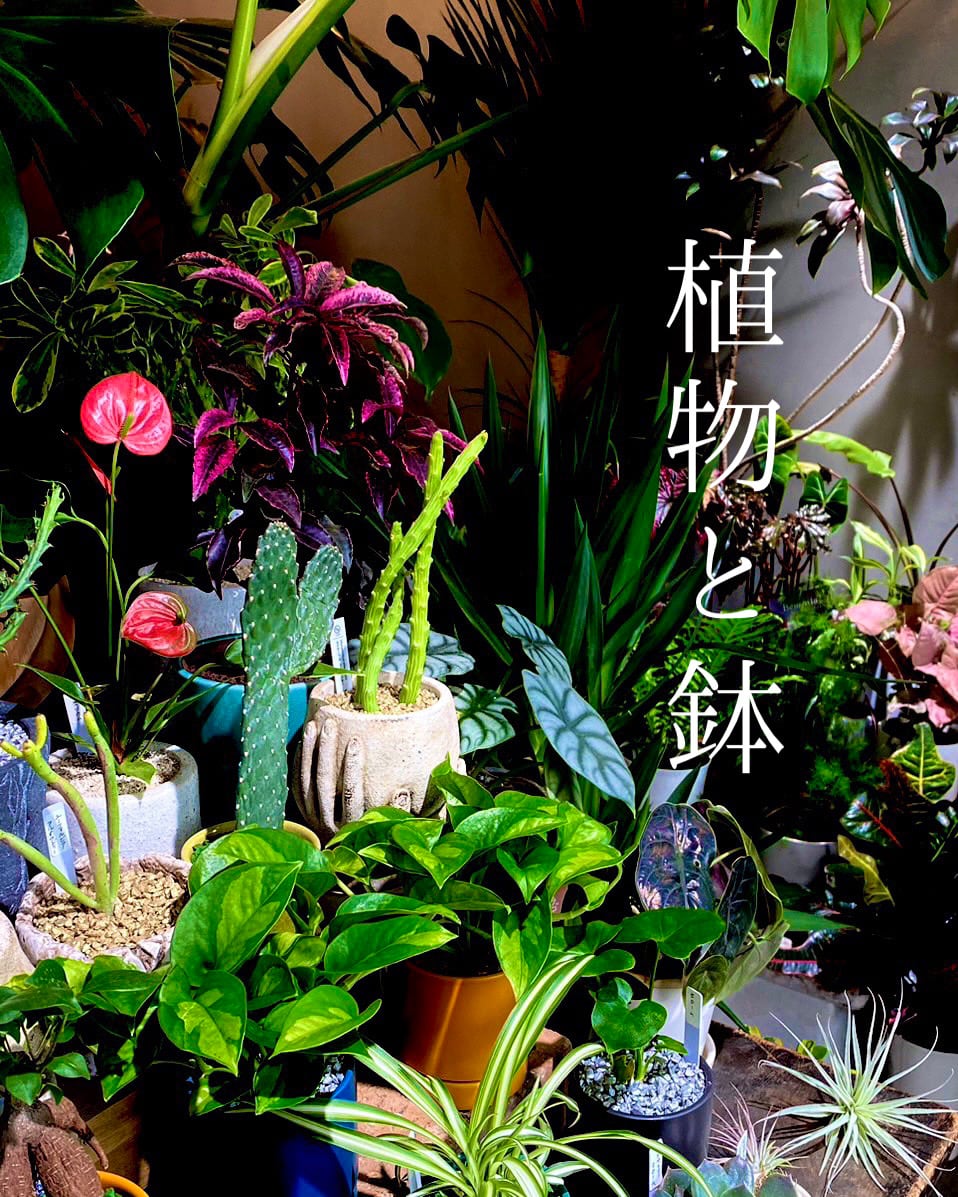 OITO -植物と鉢- OITO -植物と鉢-
