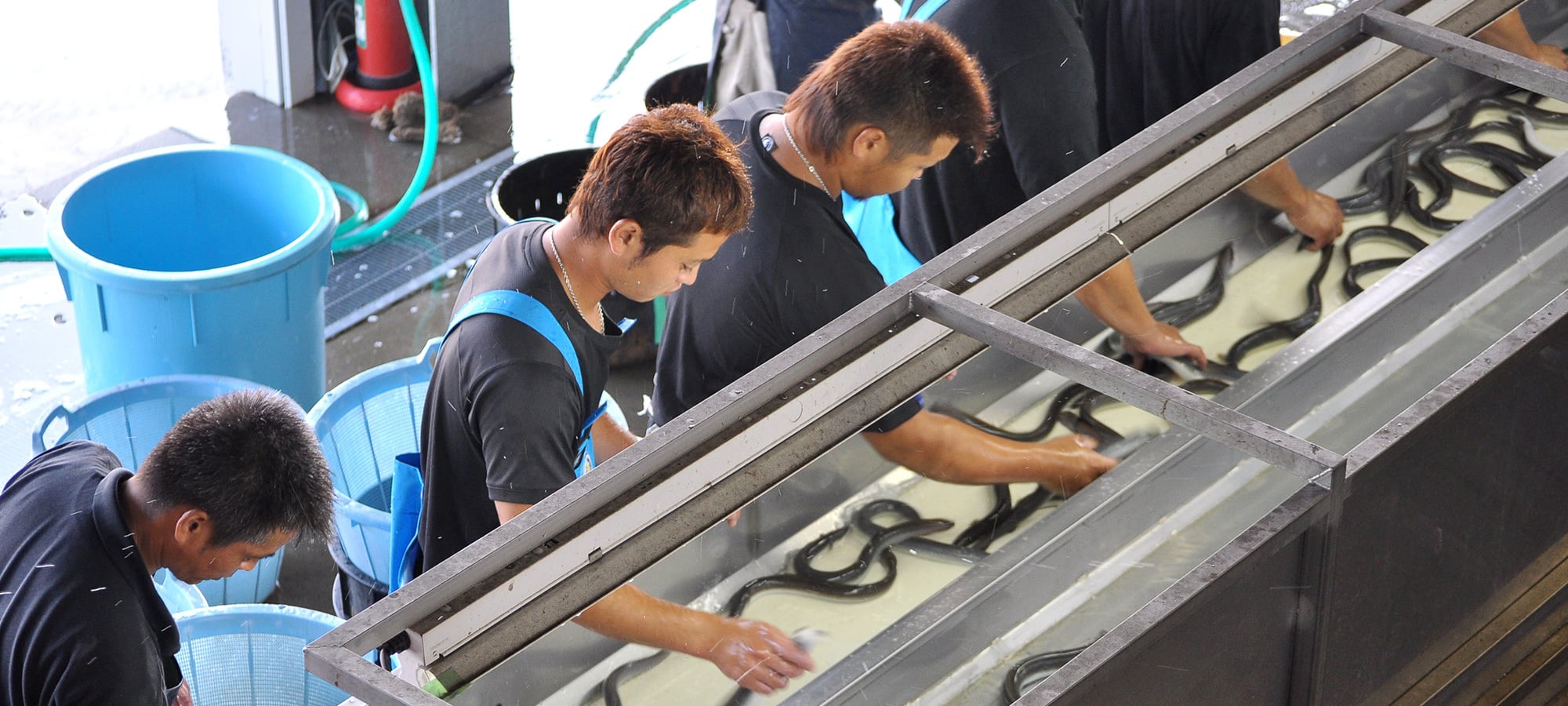 うなぎの選別作業
