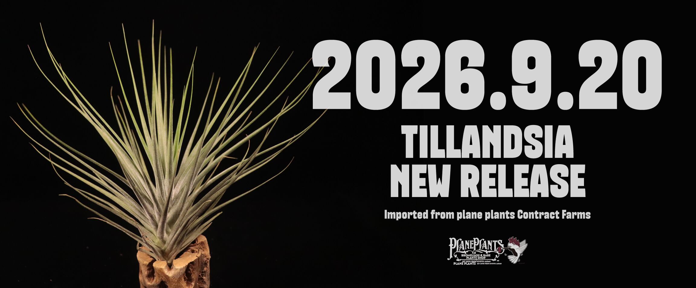 plane plants