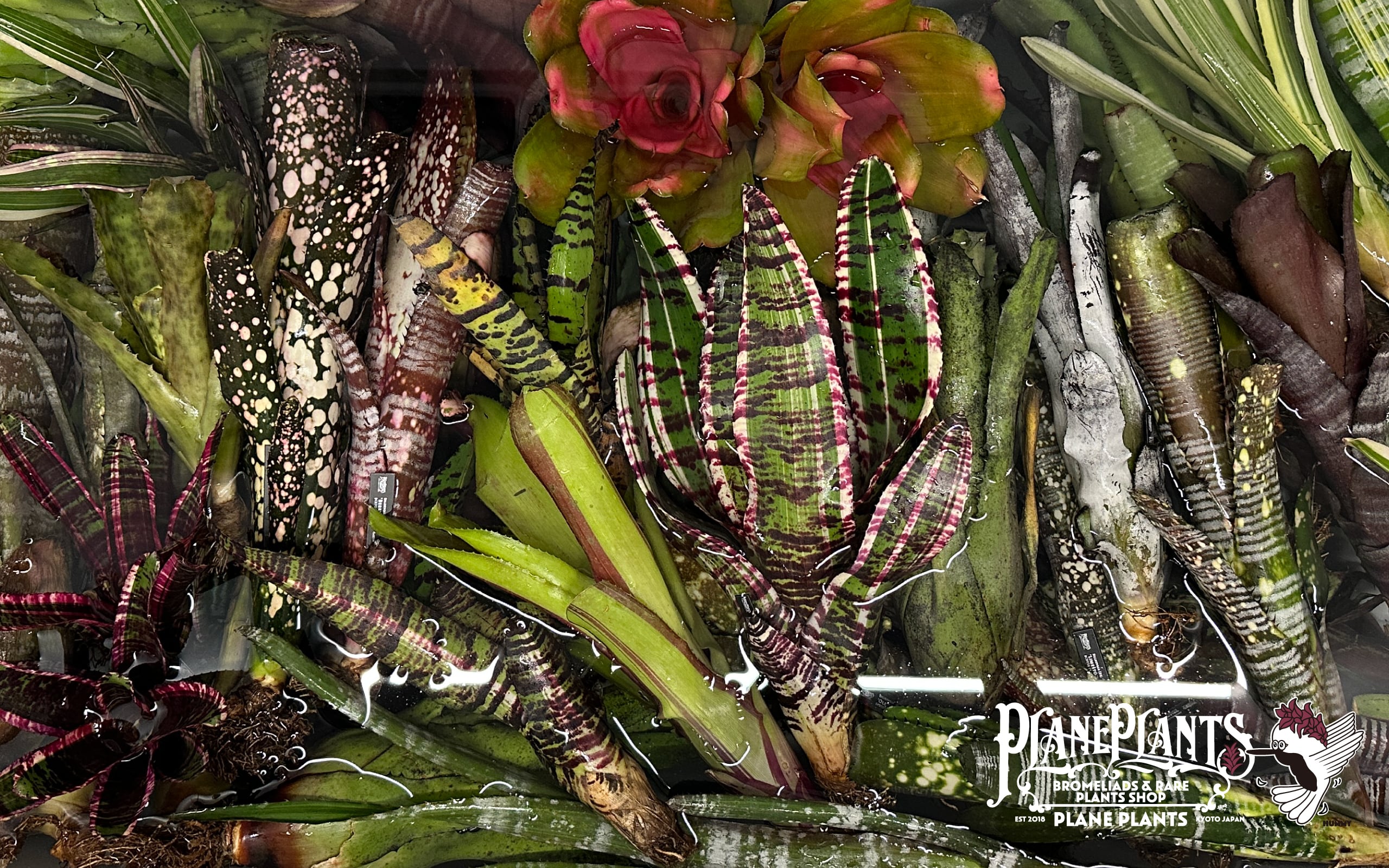plane plants