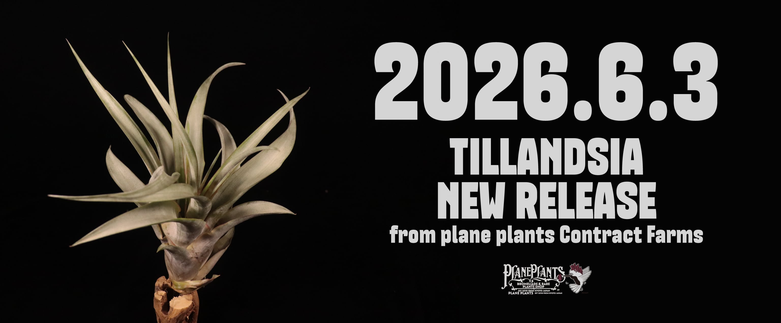 plane plants