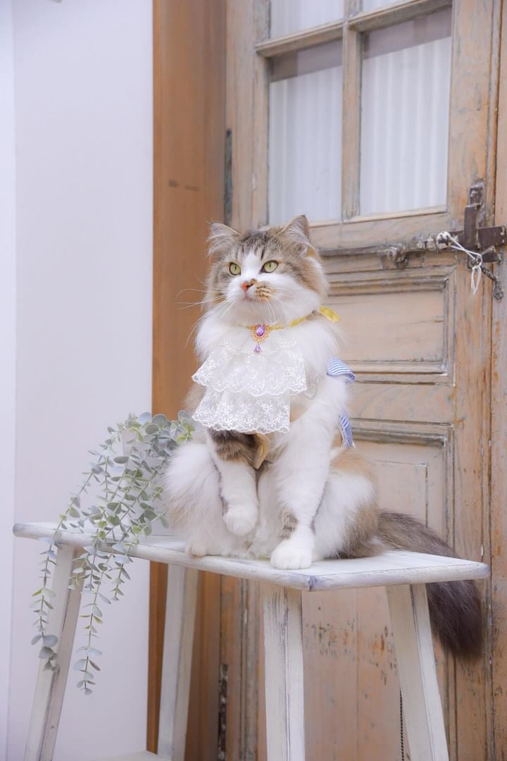 美意識の高い猫だからこそ　<br />
