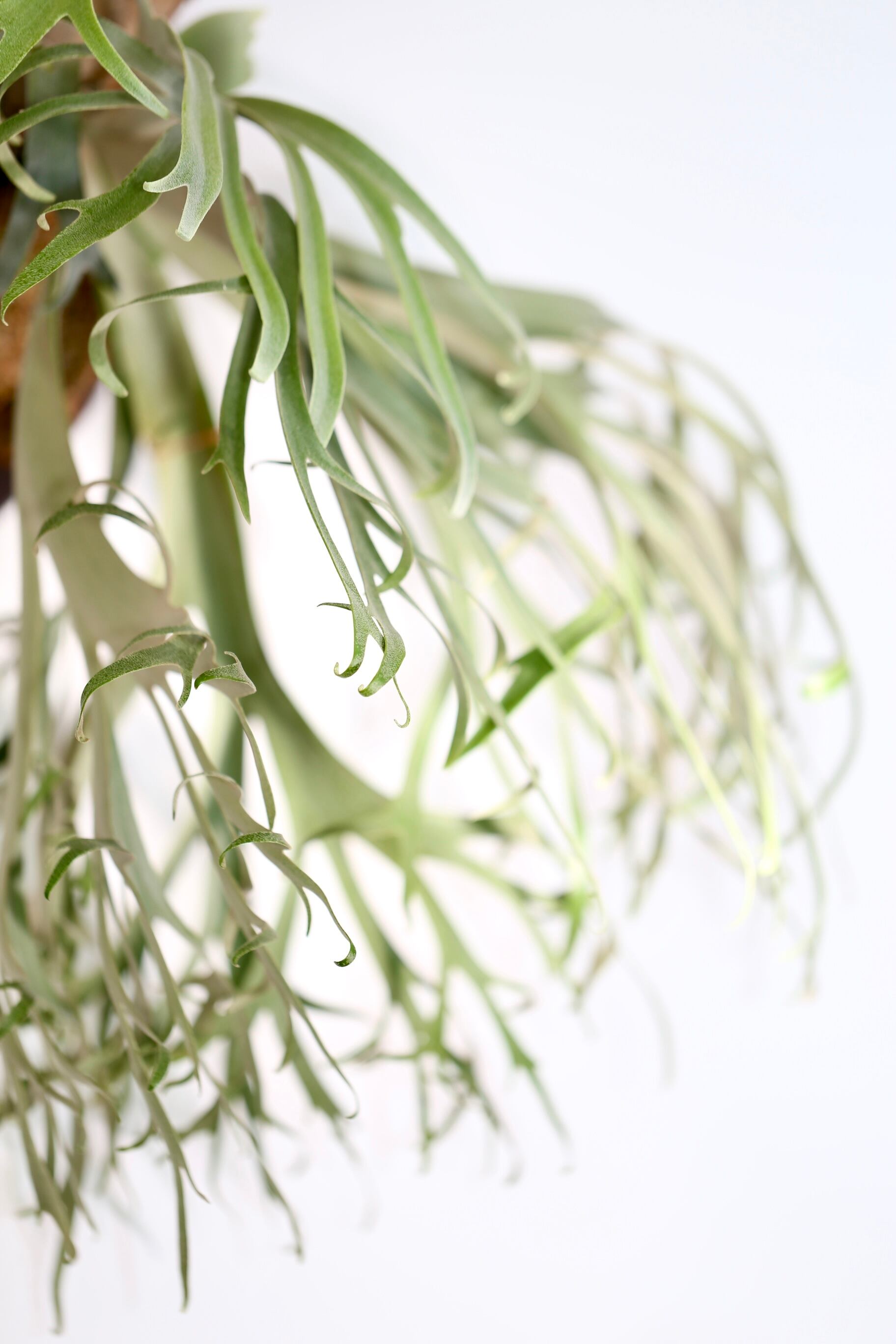 P. willinckii '月光爪哇' PUP P.Willinckii 月光爪哇 Pups