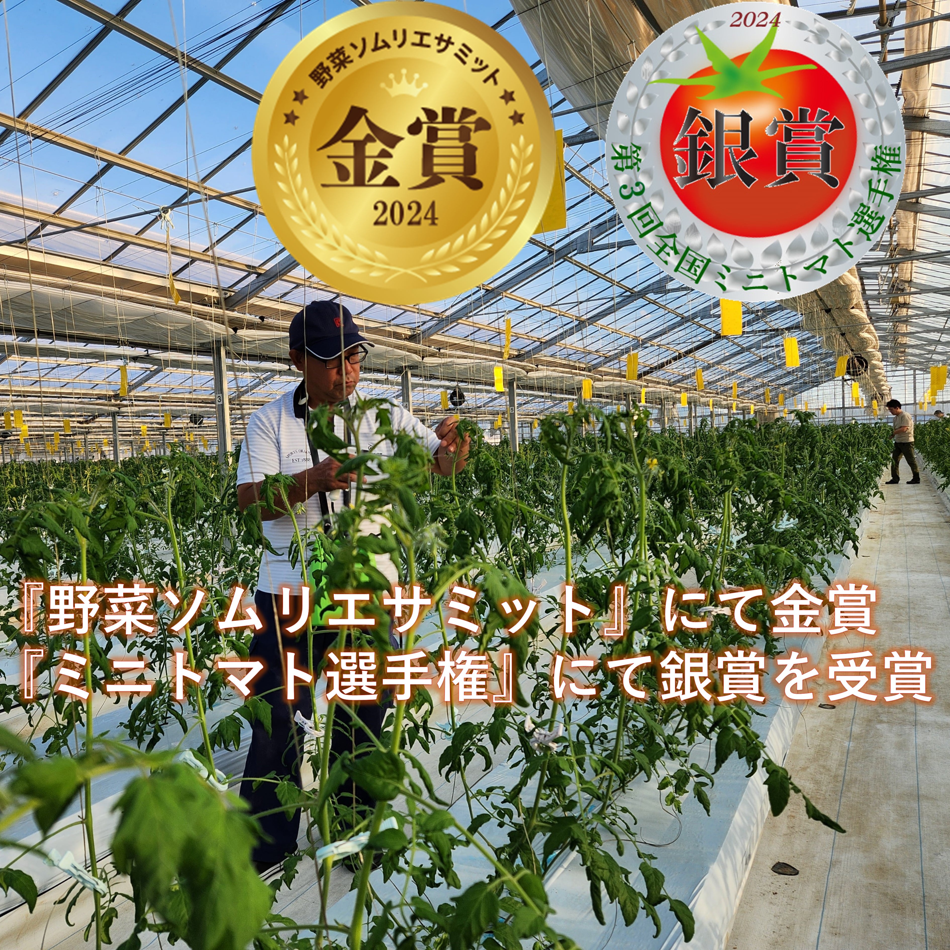 premiotomato premiotomato