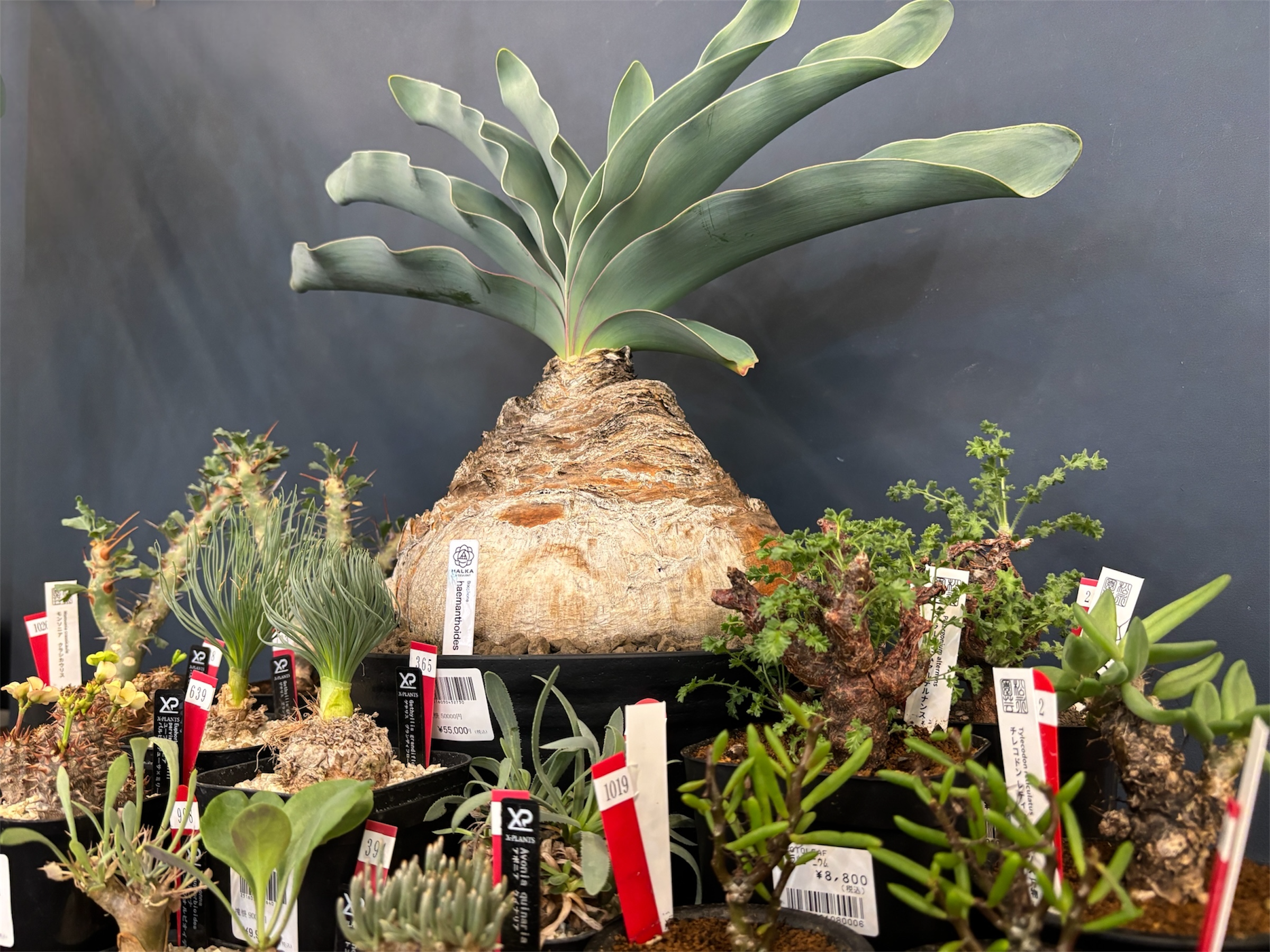 PROTOLEAF プロトリーフ